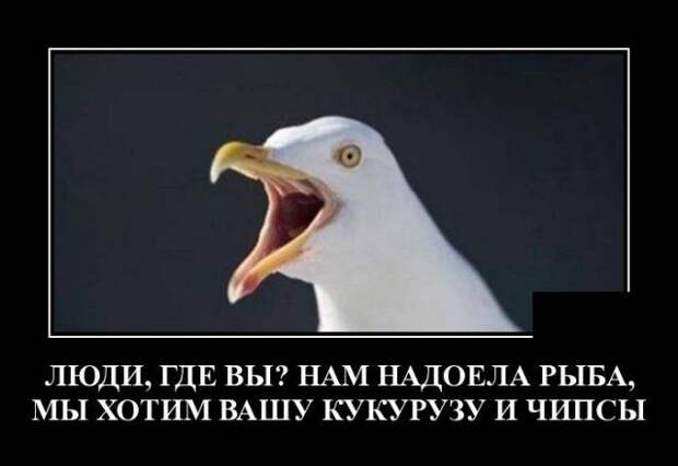 demotivatory-demotivator-smeshnye-demotivatory-demotivator-so-smyslom