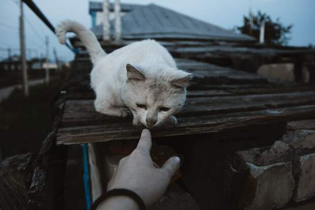 Очень колоритные уличные коты. Часть 3: спецвыпуск в честь Дня кошек в России города, день кошек в России, кошки, эстетика