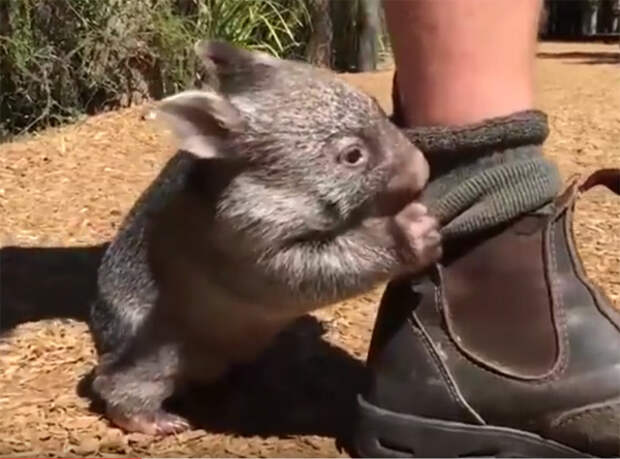 Маленький вомбат стал сенсацией после того, как его спасли работники зоопарка в Сиднее