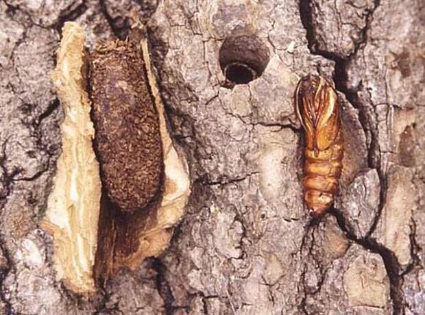 Личинки живущие в дереве. Большая Тополевая стеклянница личинка. Бабочка стеклянница Тополевая. Стеклянница Тополёвая большая. Смородиновая стеклянница (aegeria tipuliformis).