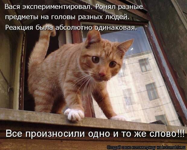 Просто котики коты, юмор