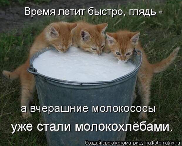 Лучшие котоматрицы недели (50 фото)
