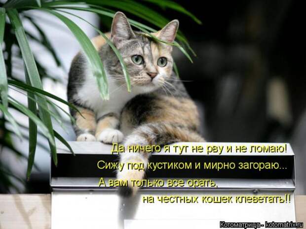 Лучшие котоматрицы недели (50 фото)