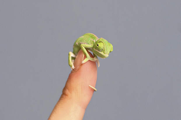 Newly Hatched Baby Chameleon