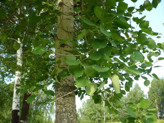 Свойства дерева  ОСИНА. Целебная сила дерева. Как деревья нас лечат. Фото с сайта NewPix.ru