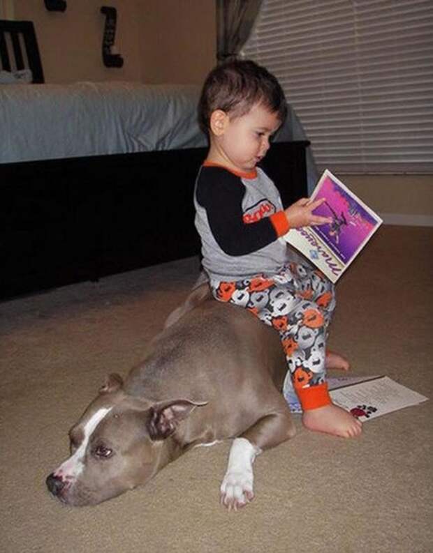 Ещё дети очень любят использовать своих животных в качестве подставок и подушек дети, животные, прикол, юмор