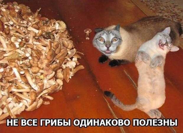 Позитивные картинки с надписями до слез (15 фото) Позитивные картинки с надписями до слез (15 фото)