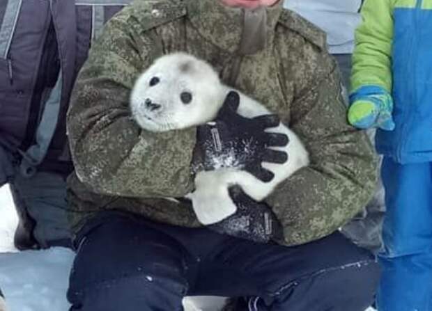 Спасение отбившегося от мамы тюлененка