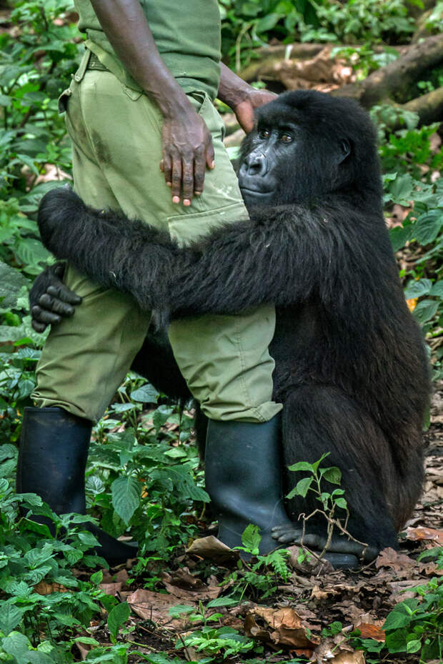 Горилла обнимает сотрудника в национальном парке Конго, Африка горилла, животные, зоопарк, обезьяна, приматы, смешно, фото, юмор