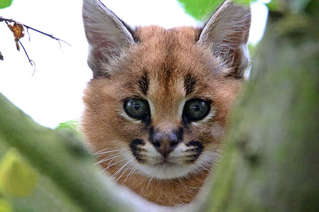 Baby Caracal