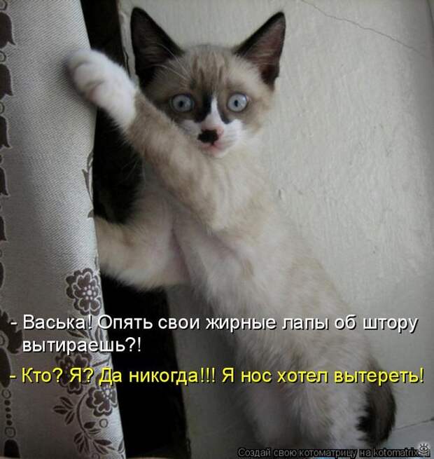 Приколы в котоматрице 20