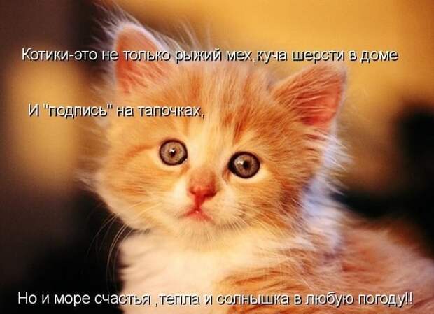 Просто котики коты, юмор