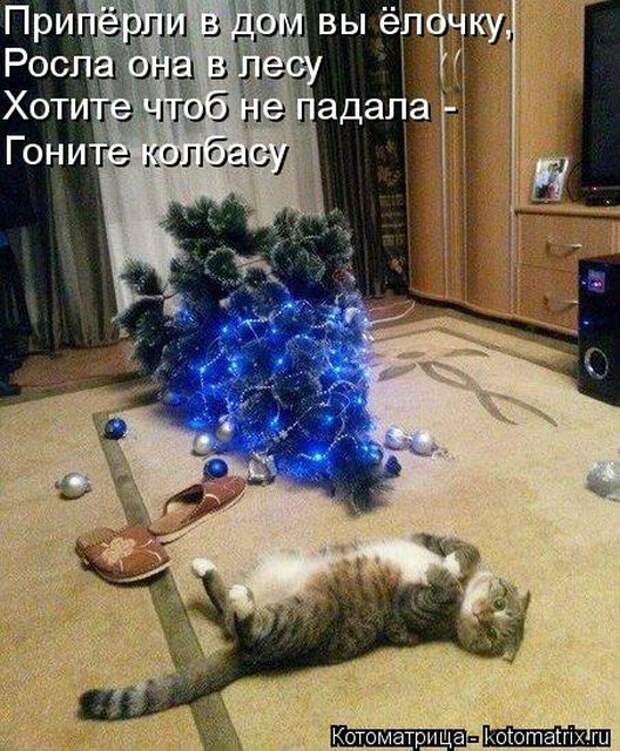 Лучшие котоматрицы недели (51 фото)