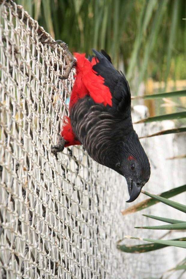 Пернатый граф Дракула — самый мрачный и зловещий попугай из Папуа-Новой Гвинеи.