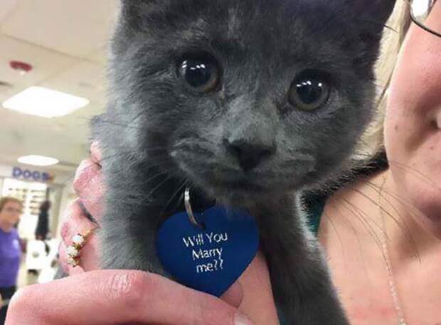 man-proposes-girlfriend-tiny-rescue-cat-vinegret-1