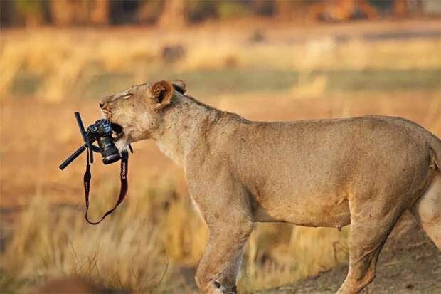 животные фотографы, животные желающие стать фотографами