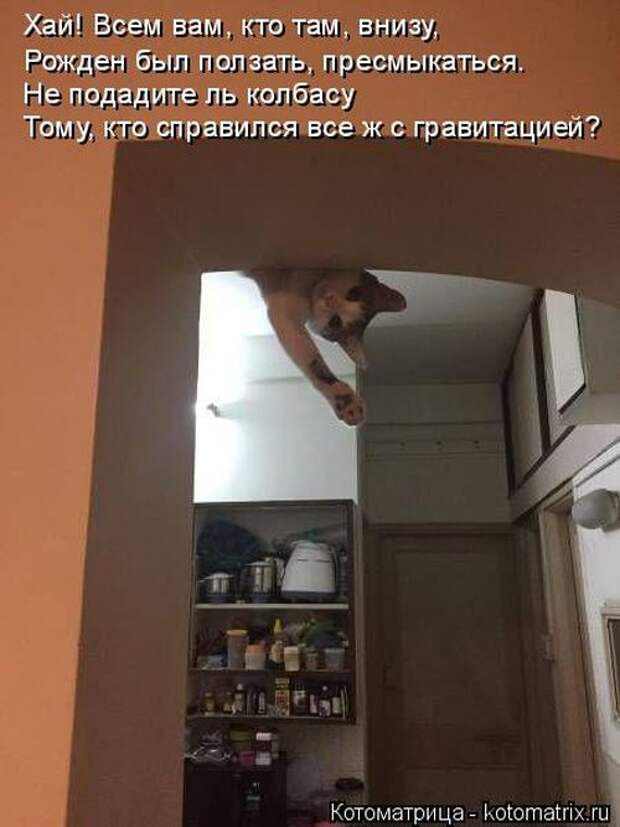 Лучшие котоматрицы недели (50 фото)