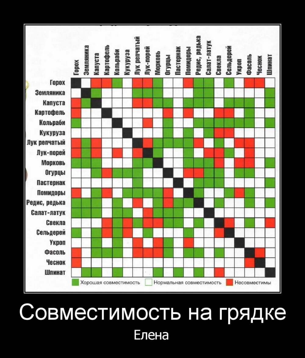 Между культурами. Таблица совместимости растений на огороде соседство овощей. Совместимость посадки овощей на грядке таблица. Совместимость овощных культур при посадке на грядке таблица. Совместимость овощей на огороде при посадке таблица.