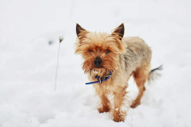 Опасное заблуждение: почему йорки — это не диванные собачки, а бывшие шахтеры