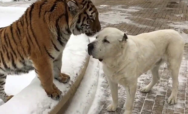 Мужчина решил познакомить молодого тигра с алабаем и стал снимать, когда животные увидели друг друга