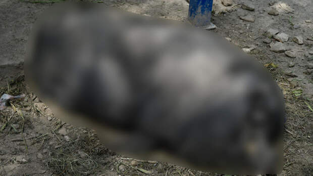 Свалку трупов зараженных африканской чумой свиней нашли на Украине