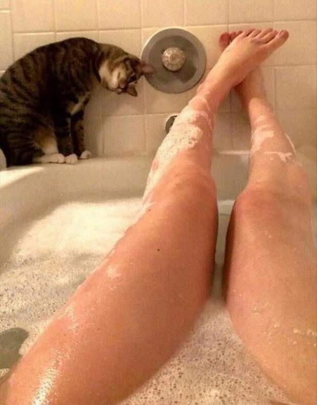 Коты, которые и не подозревают, что у вас есть личное пространство (15 фото)
