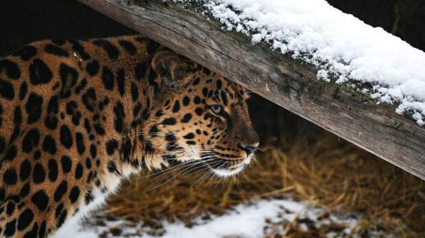 РФ и КНР создали первый в мире резерват для сохранения дальневосточных леопардов
