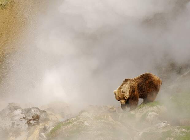 Steambath for a bear
