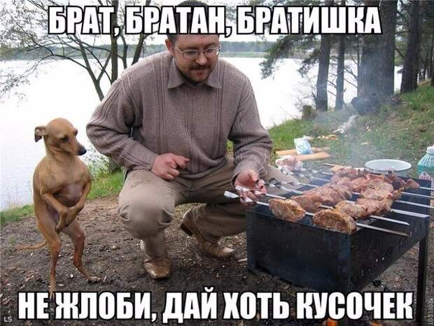 Смешное в картинках