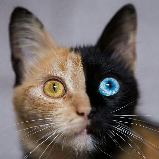 Забавная двуликая кошка по кличке Quimera