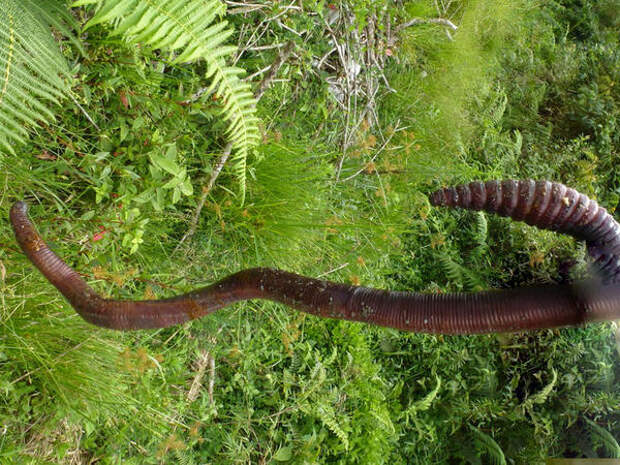 Гигантский червь