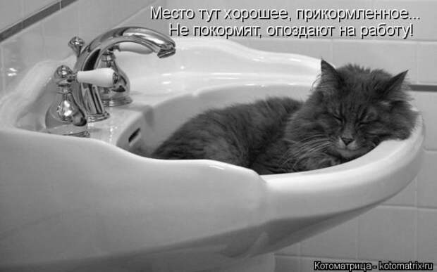 Лучшие котоматрицы недели (50 фото)