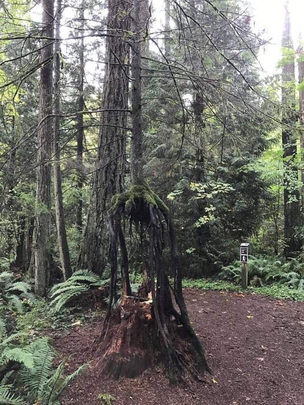 This Tree Grew Out Of The Stump Of A Dead Tree And Then The Stump Rotted Away This Tree Grew Out Of The Stump Of A Dead Tree And Then The Stump Rotted Away