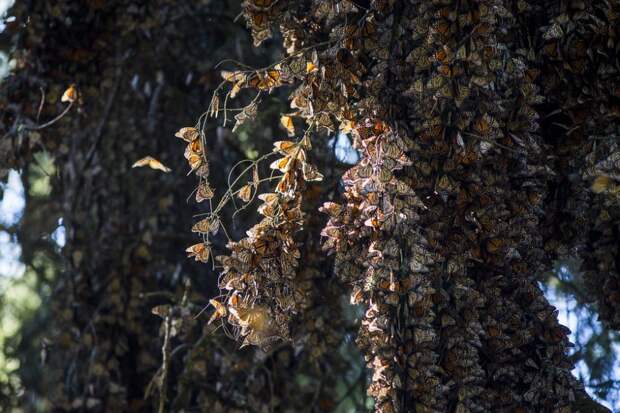 Лучшие фотографии живой природы за последнюю неделю
