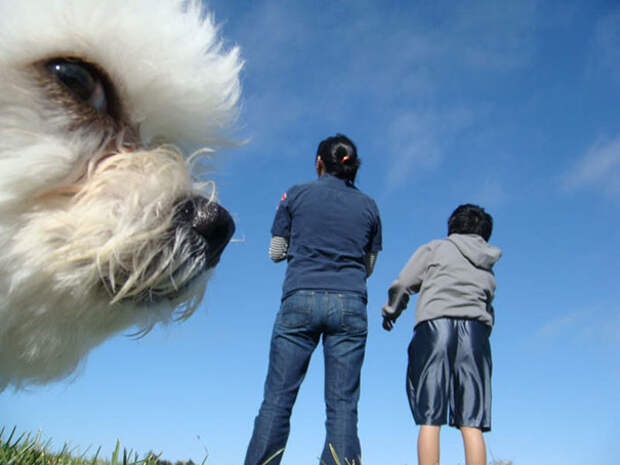 23 собаки, которые являются гениями фотобомбинга