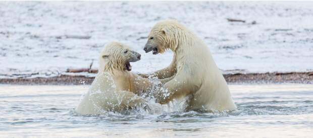 Большую часть своей жизни эти медведи проводят на дрейфующих льдинах, охотясь на морских животных аляска, животные, полярный медведь