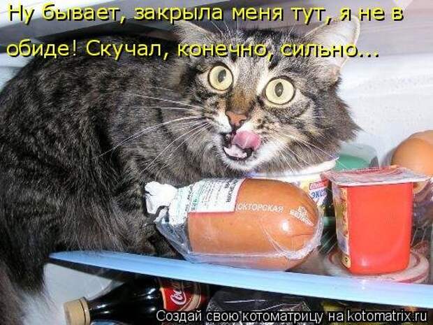 Новая котоматрица для всех (34 фото)