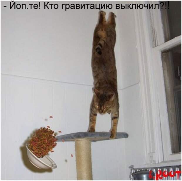 Смешные фото котов с надписями