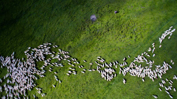 Стадо овец. 2 место в категория «Природа». (Фото Szabolcs Ignacz): дрон, природа, фото