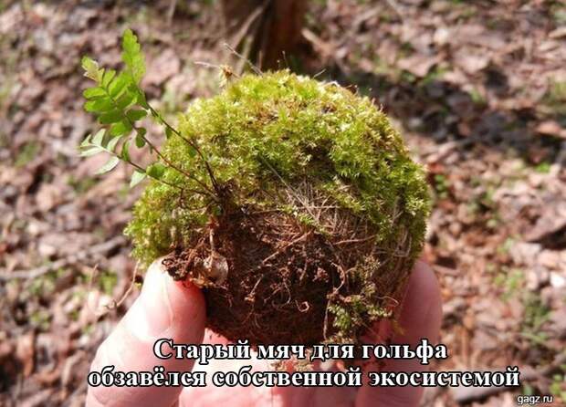 podborka_horoshego_nastroeniya_gagz_ru_001498