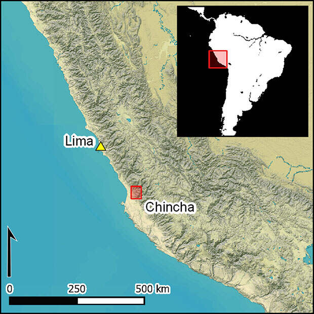 Индейцы Чинча нанизали позвонки из разграбленных испанцами могил на стебли тростника