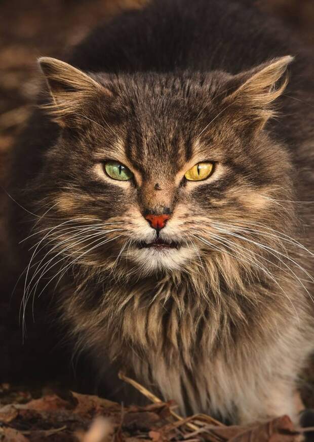 2. животные, кошка, портрет