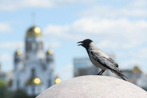 В некоторые регионы России придет весеннее тепло