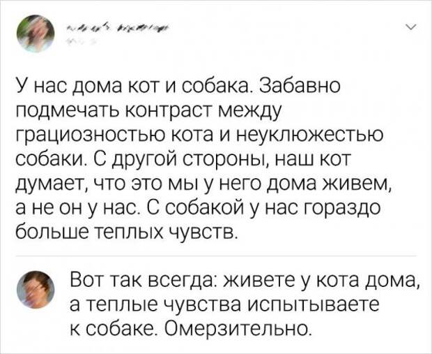 комментарий про кота
