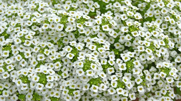 Когда сажать алиссум в 2022 году: благоприятные дни по лунному календарю