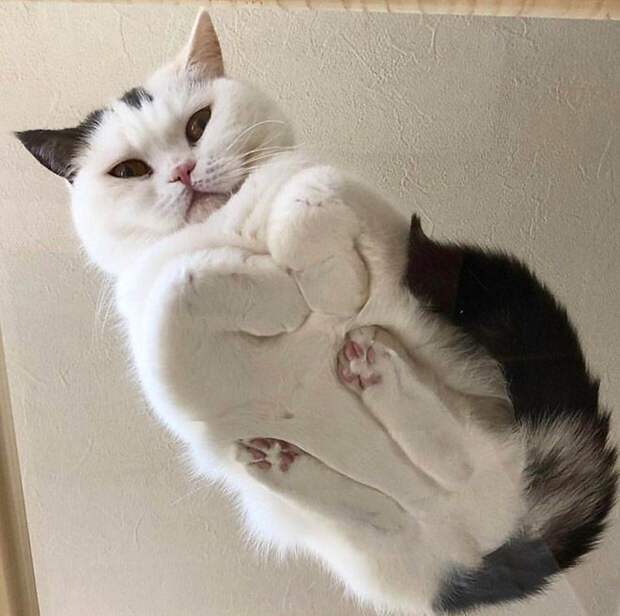 Забавные коты на прозрачных столах и полках