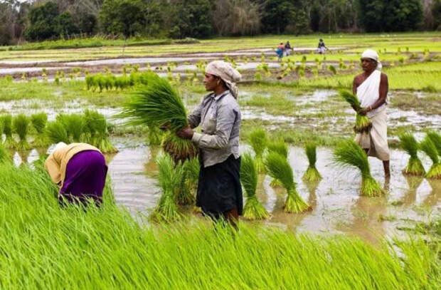 Глобальное лидерство Индии в экспорте риса создаёт скрытый водный кризис