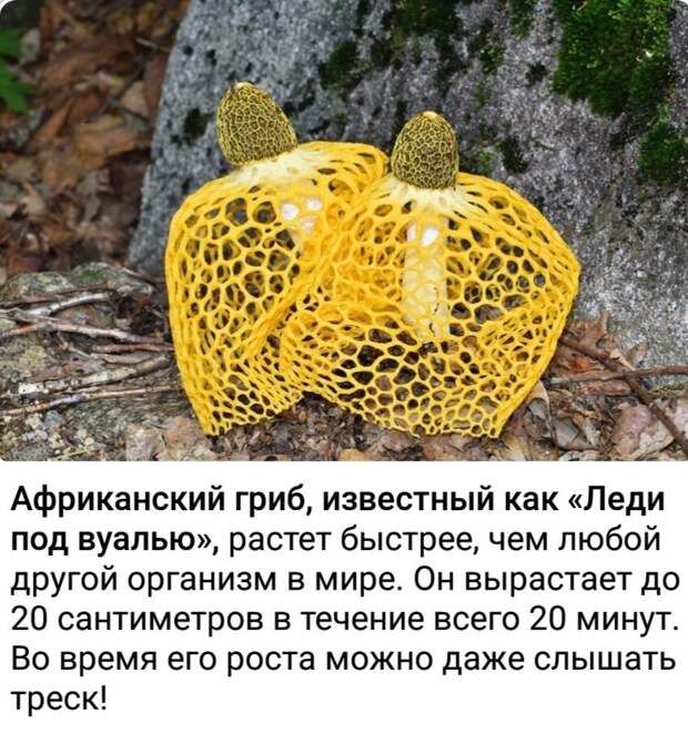 Это - сетконоска сдвоенная, растет она и у нас в том числе, а скорость ее роста фантастическая сказка Это - сетконоска сдвоенная, растет она и у нас в том числе, а скорость ее роста фантастическая сказка