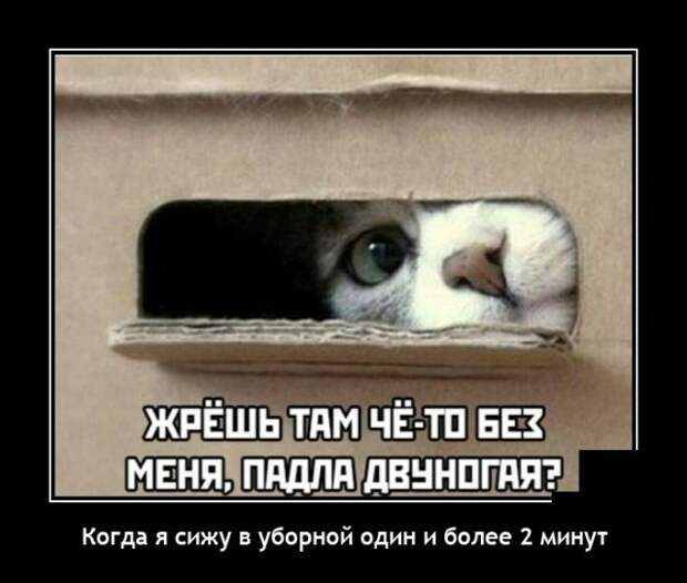 Демотиватор про кота