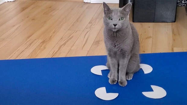 Ученые выяснили, насколько кошки подвержены оптическим иллюзиям